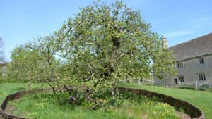 Newtons apple tree Woolsthorpe Manor
