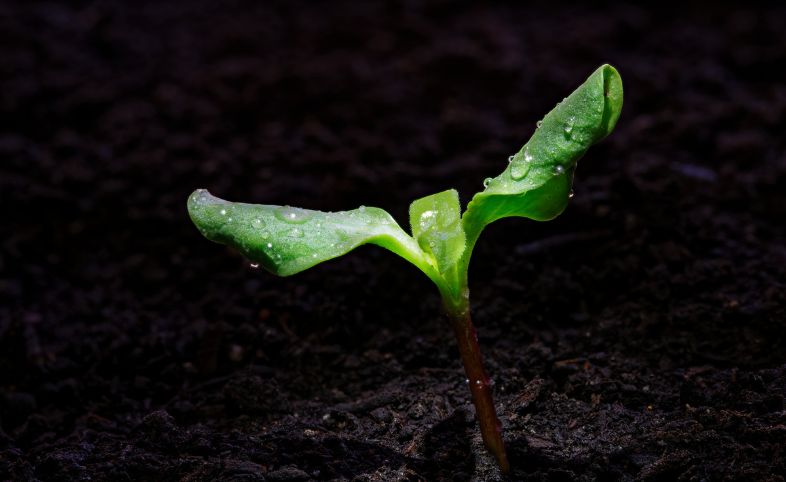 Green sprouting plant